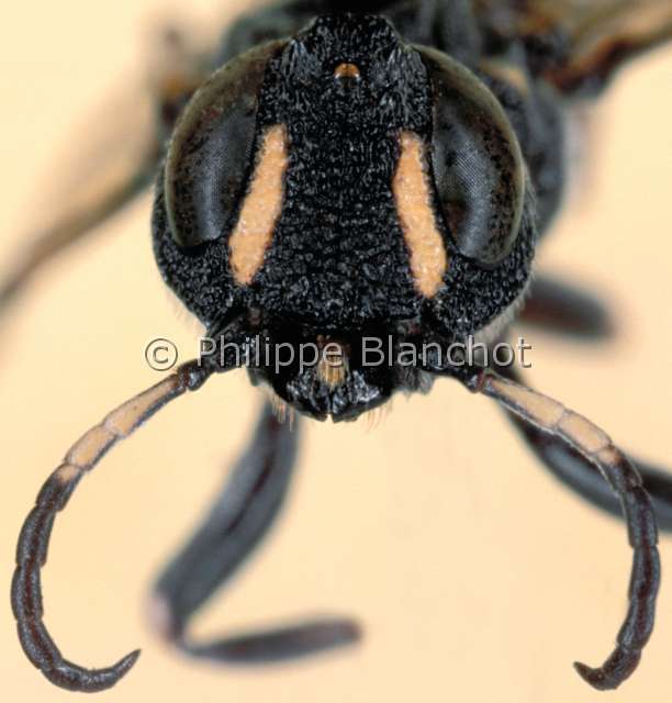 Orussus abietinus.JPG - Orussus abietinus (Portrait)SirexWoodwaspHymenopteraOrussidaeFrance